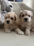 Maltipoo miniaturka 1,5 kg F1