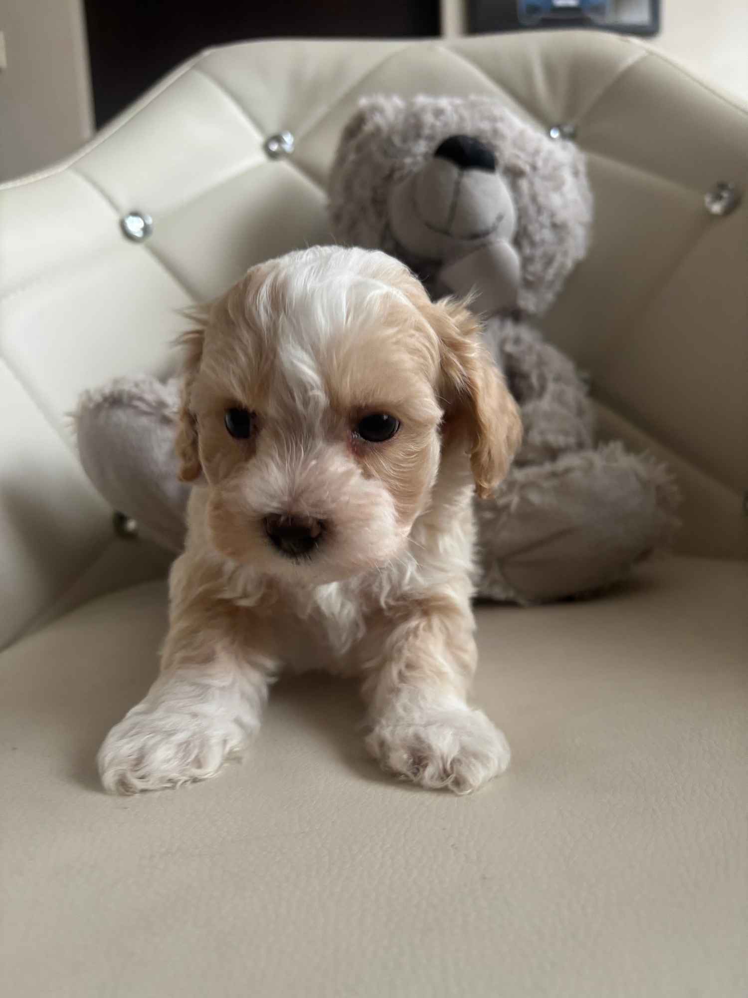 Maltipoo miniaturka 2 kg F1 Częstochowa - zdjęcie 4