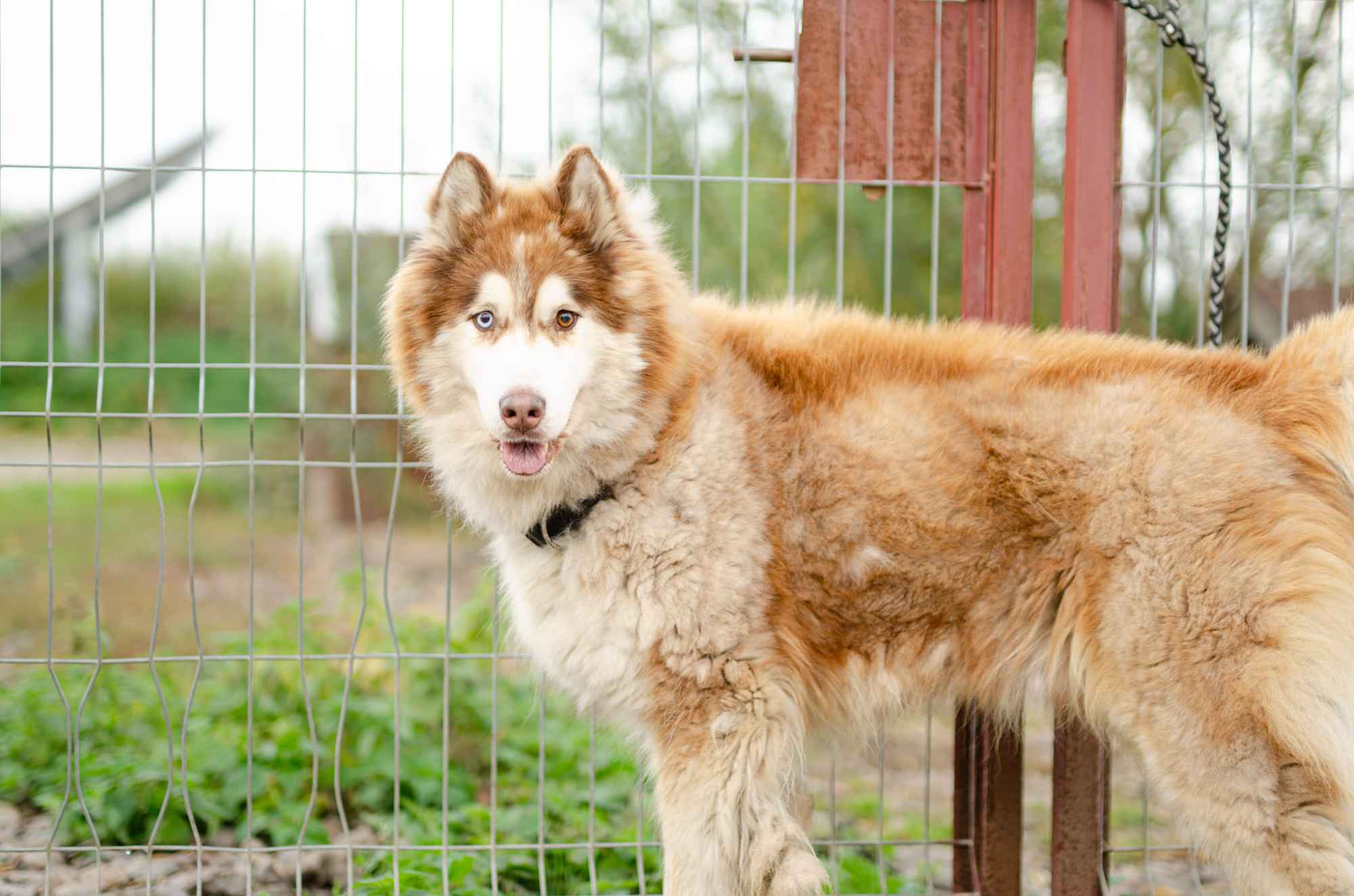 Drako - niebieskooki malamut szuka doświadczonego domu Olsztyn - zdjęcie 2