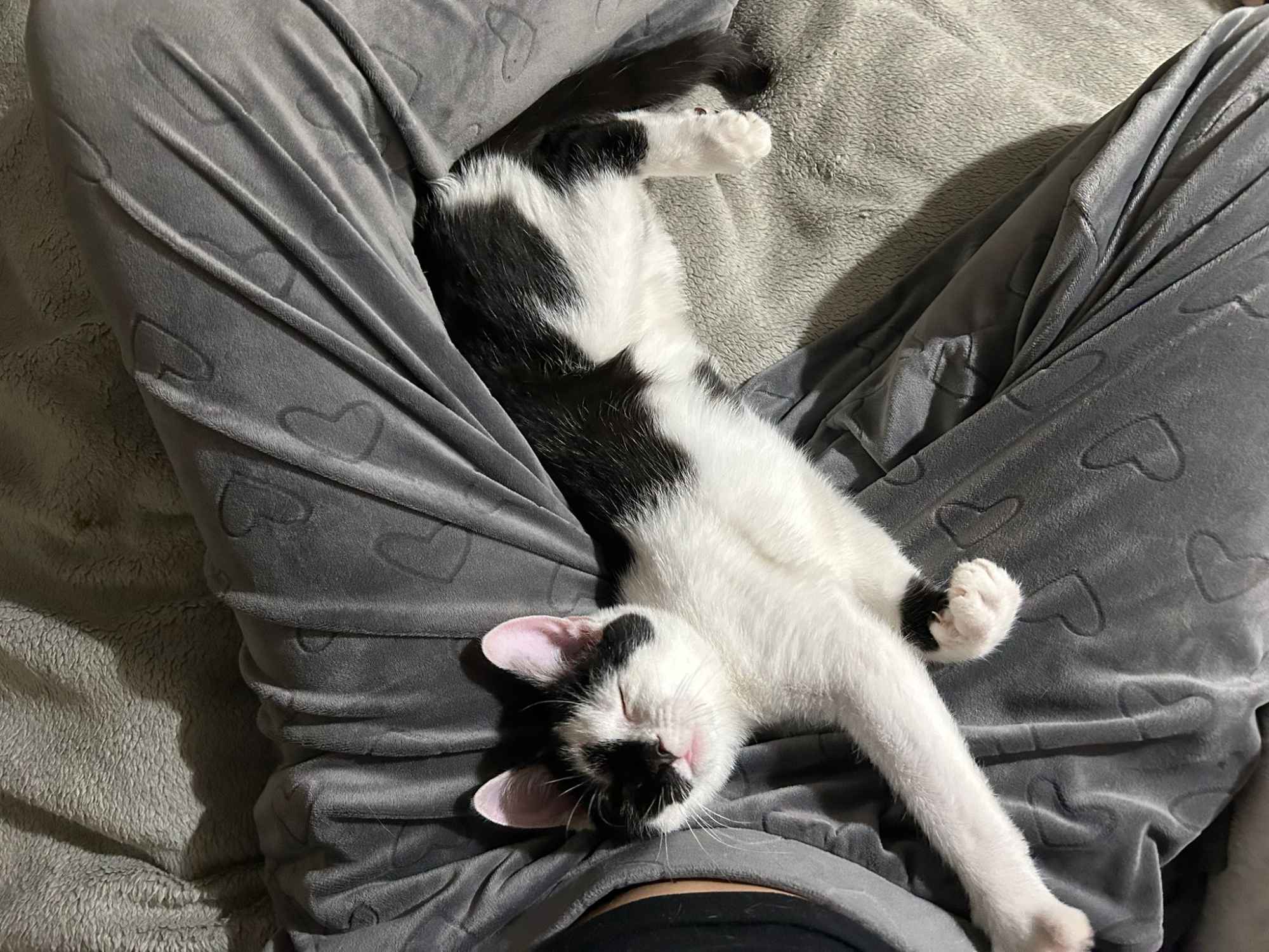 Lucek - domowy kociak, totalny słodziak szuka domu! Olsztyn - zdjęcie 3