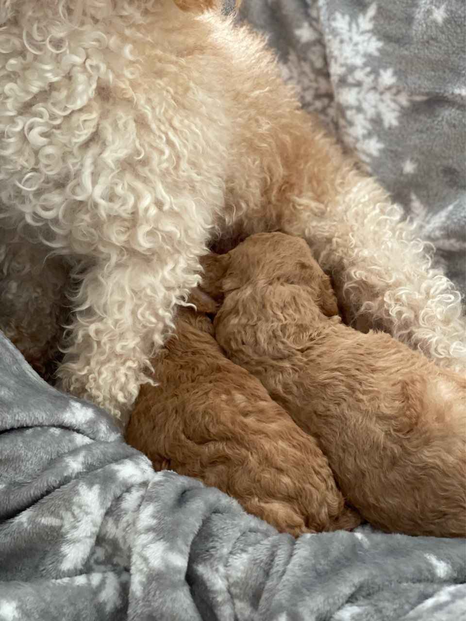 Pudel zabawka Śródmieście - zdjęcie 2