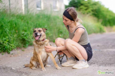 Tores - przekochany, niekonfliktowy psiak do adopcj Olsztyn - zdjęcie 3