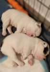Buldogi francuskie Brzesko - zdjęcie 1
