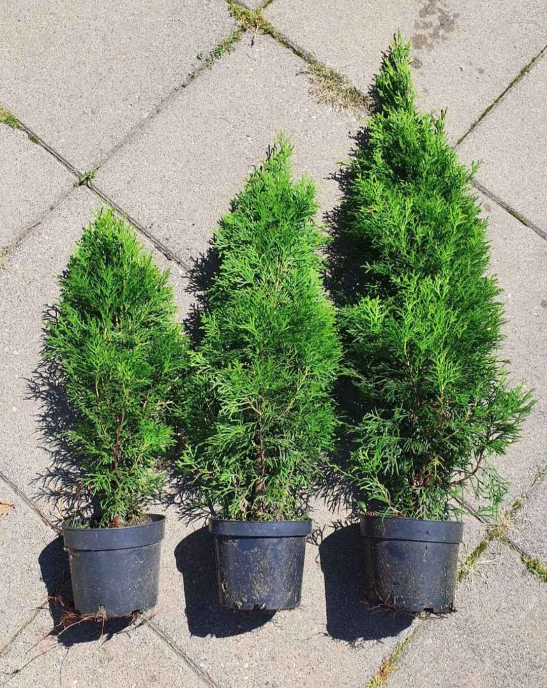 Thuja szmaragd Teolin - zdjęcie 1