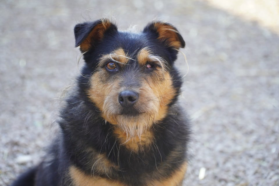 Bąbel - jedno oczko, milion powodów do miłości! ♥️ Łętkowice - zdjęcie 1