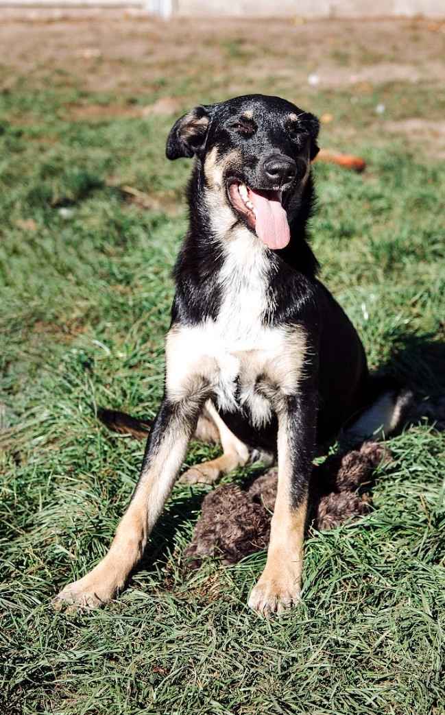 Tutka - sunia ideał, młoda, kotolubna, wesoła Olsztyn - zdjęcie 3