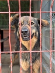 Neska - domowa, rodzinna sunia szuka aktywnego domu! Olsztyn - zdjęcie 6