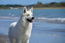 Biały Owczarek Szwajcarski Skała - zdjęcie 5