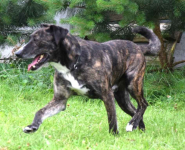 CZESTER wrażliwy, kochany piesek szuka domu Częstochowa - zdjęcie 4