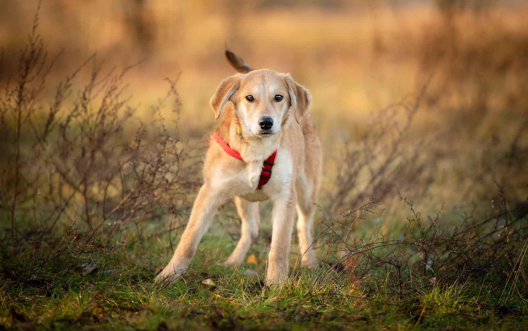 Wafel - biszkoptowy SZCZENIAK szuka domu! Olsztyn - zdjęcie 2