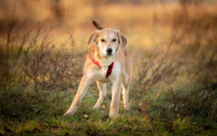 Wafel - biszkoptowy SZCZENIAK szuka domu! Olsztyn - zdjęcie 2