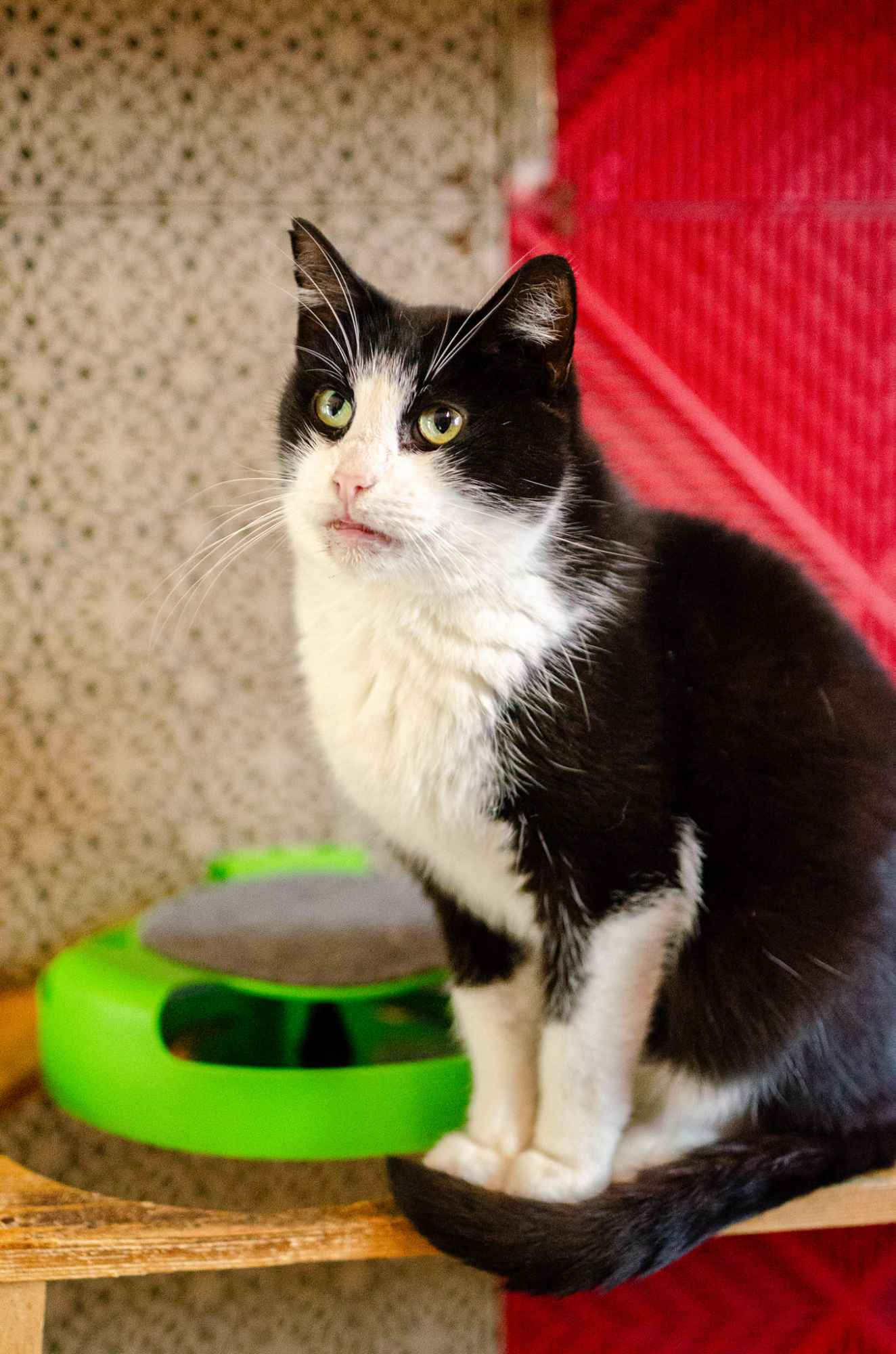 Dany - cudowny, rozmruczany kotek szuka domu! Olsztyn - zdjęcie 3