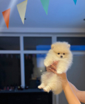 Szczenięta pomeranian szpica Fabryczna - zdjęcie 3