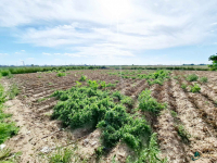 DZIAŁKA BUDOWLANA POD ZABUDOWĘ JEDNORODZINNĄ Bronowo Kmiece - zdjęcie 6