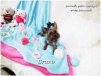 Yorkshire Terrier piesek York Bruno szczeniaczek 7-miesięcy Rodowód Żary - zdjęcie 5