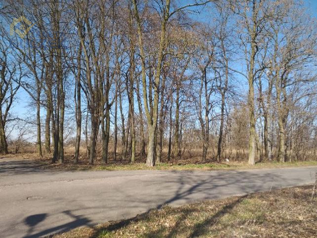 Działka pod obiekt produkcyjny Nieborów - zdjęcie 4