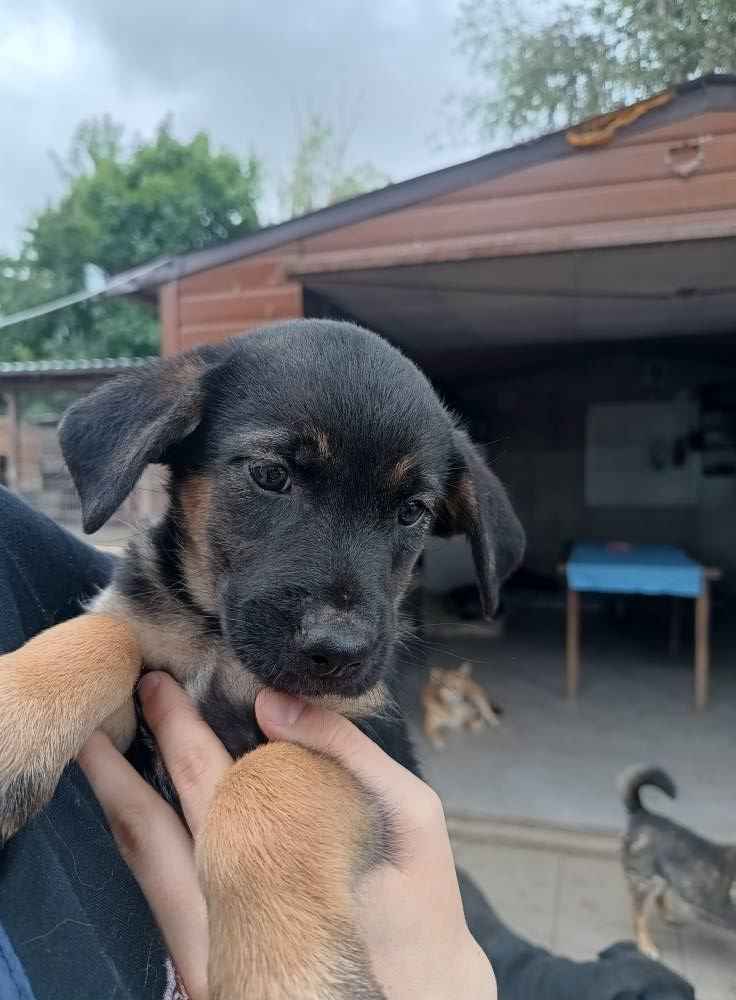 2 miesięczna Scarlett szuka domu! Olsztyn - zdjęcie 4