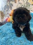 Szczeniak shihtzu Krzyki - zdjęcie 6