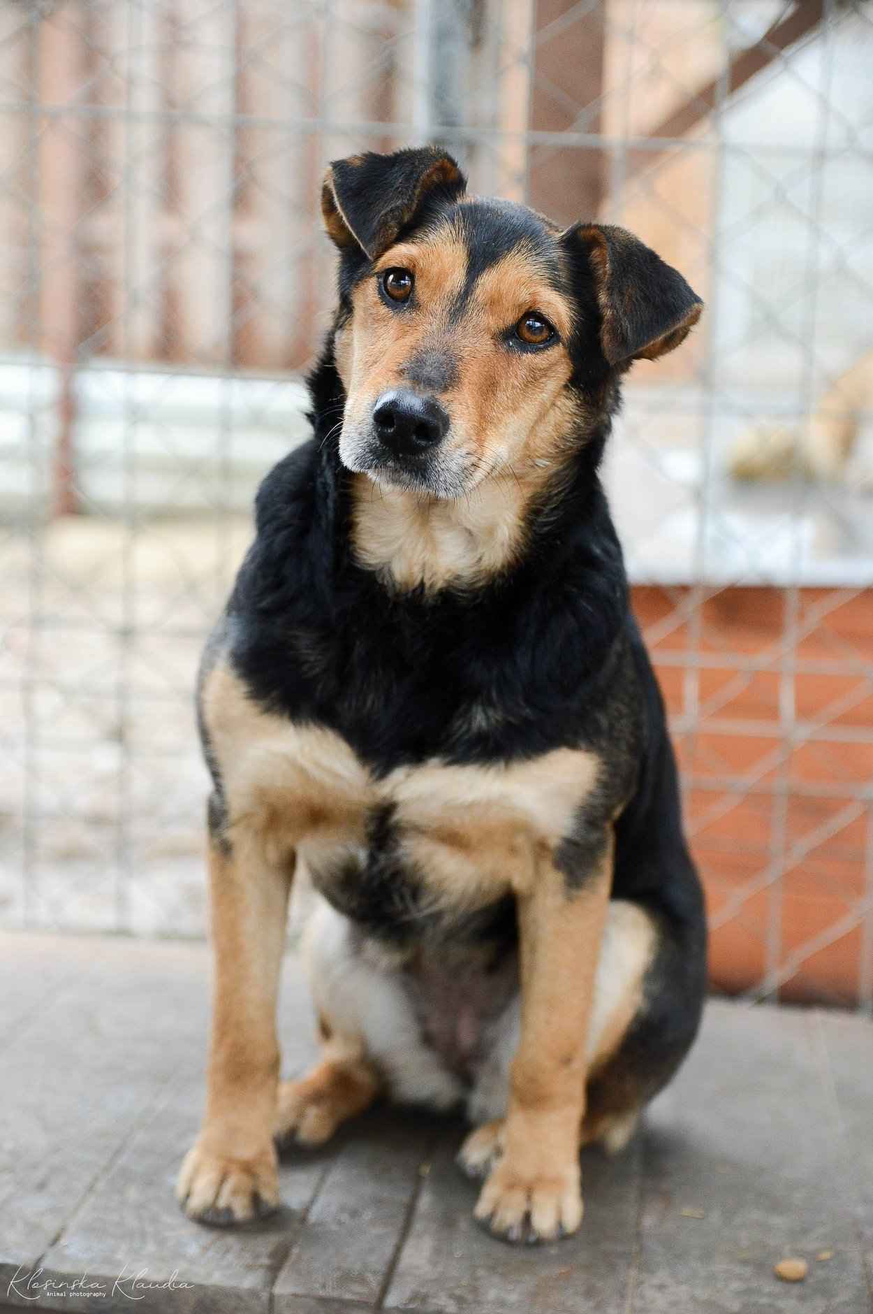 Tedzia - wesoła, niskopodwoziowa sunia! Olsztyn - zdjęcie 4