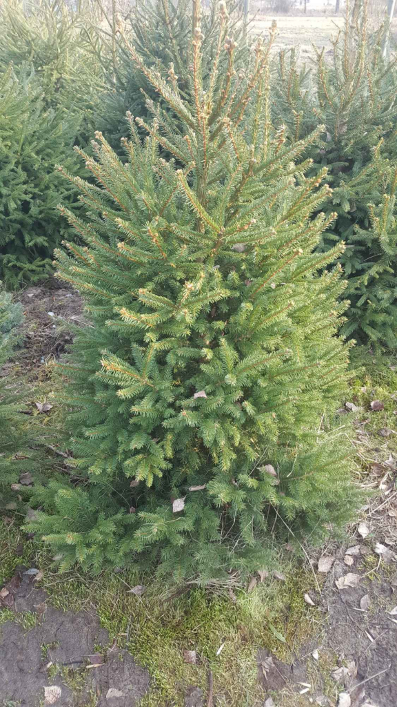 Choinki formowane z własnej plantacji. Rębków - zdjęcie 3