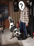 Dog niemiecki Arlekin 10 m-cy Głogów - zdjęcie 2