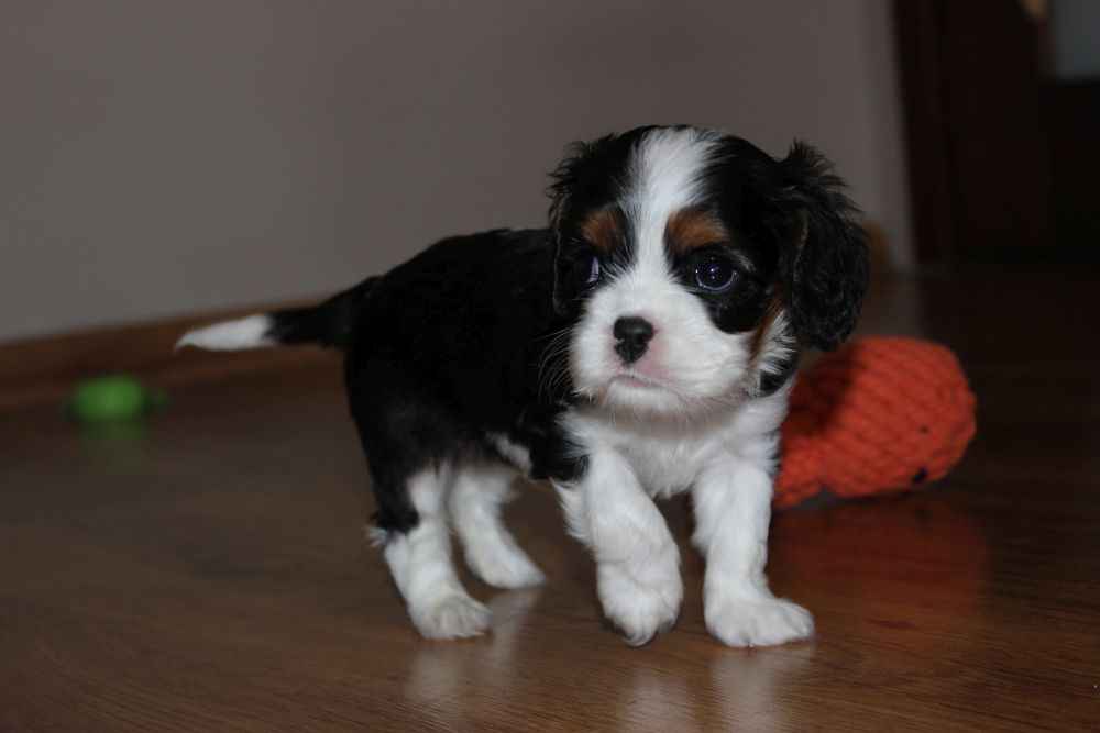 Szczeniaki pieski Cavalier King Charles Spaniel ZKwP FCI Częstochowa - zdjęcie 5