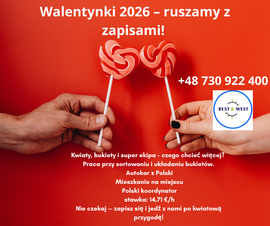 Praca przy kwiatach - ZAPISY na wyjazd 2026 r HOLANDIA Strzelce Opolskie - zdjęcie 1