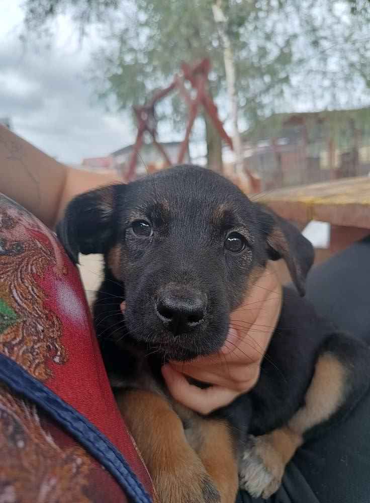 2 miesięczna Scarlett szuka domu! Olsztyn - zdjęcie 2