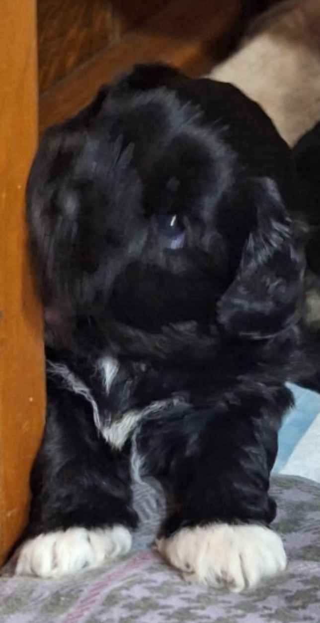 Suczka Shih tzu kupię. Sulęcin - zdjęcie 2