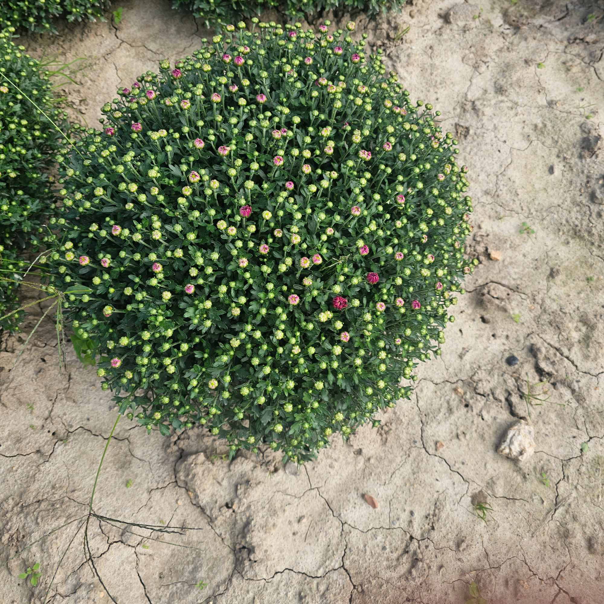 Chryzantemy Udanin - zdjęcie 2