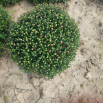 Chryzantemy Udanin - zdjęcie 2