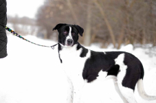 Apollo - młody, łagodny, wesoły psiak o wielkim sercu Olsztyn - zdjęcie 3