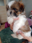 Dwie sunie shih tzu Klucze - zdjęcie 1