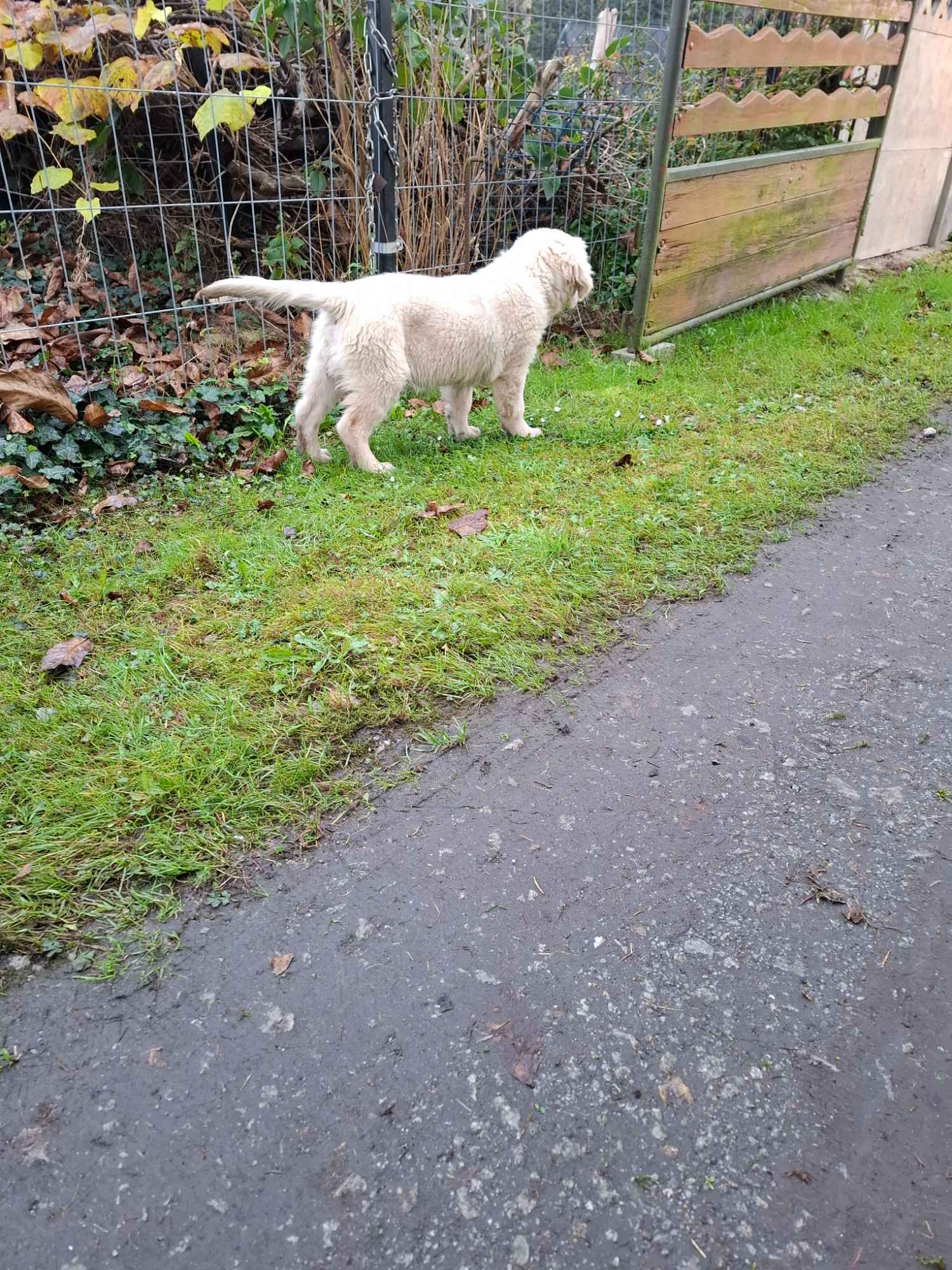 Sprzedam pieska rasy Golden Retriever Leszno - zdjęcie 7