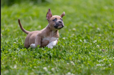 American Bully pocket Limanowa - zdjęcie 10