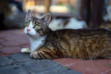 Elsa - cudna, niekonfliktowa koteczka szuka domu! Olsztyn - zdjęcie 3