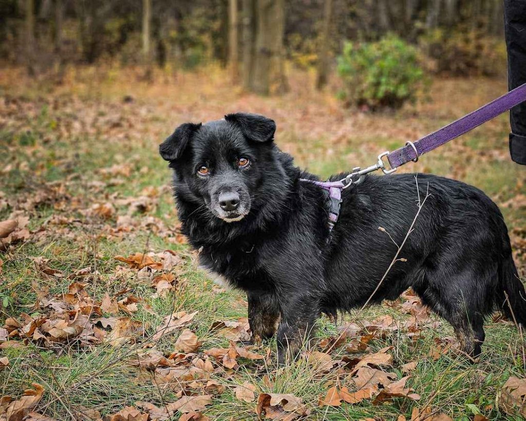 Malutki, młody, cały czarny BILBO pilnie szuka kochającego domu! :) Rembertów - zdjęcie 2