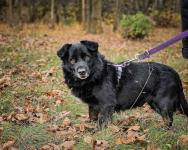 Malutki, młody, cały czarny BILBO pilnie szuka kochającego domu! :) Rembertów - zdjęcie 2