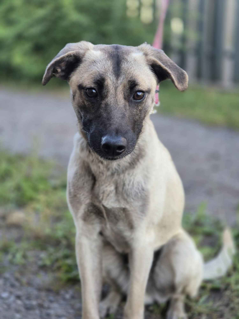 Bianko - domowy psiak zamknięty w piwnicy, pomocy! Olsztyn - zdjęcie 6