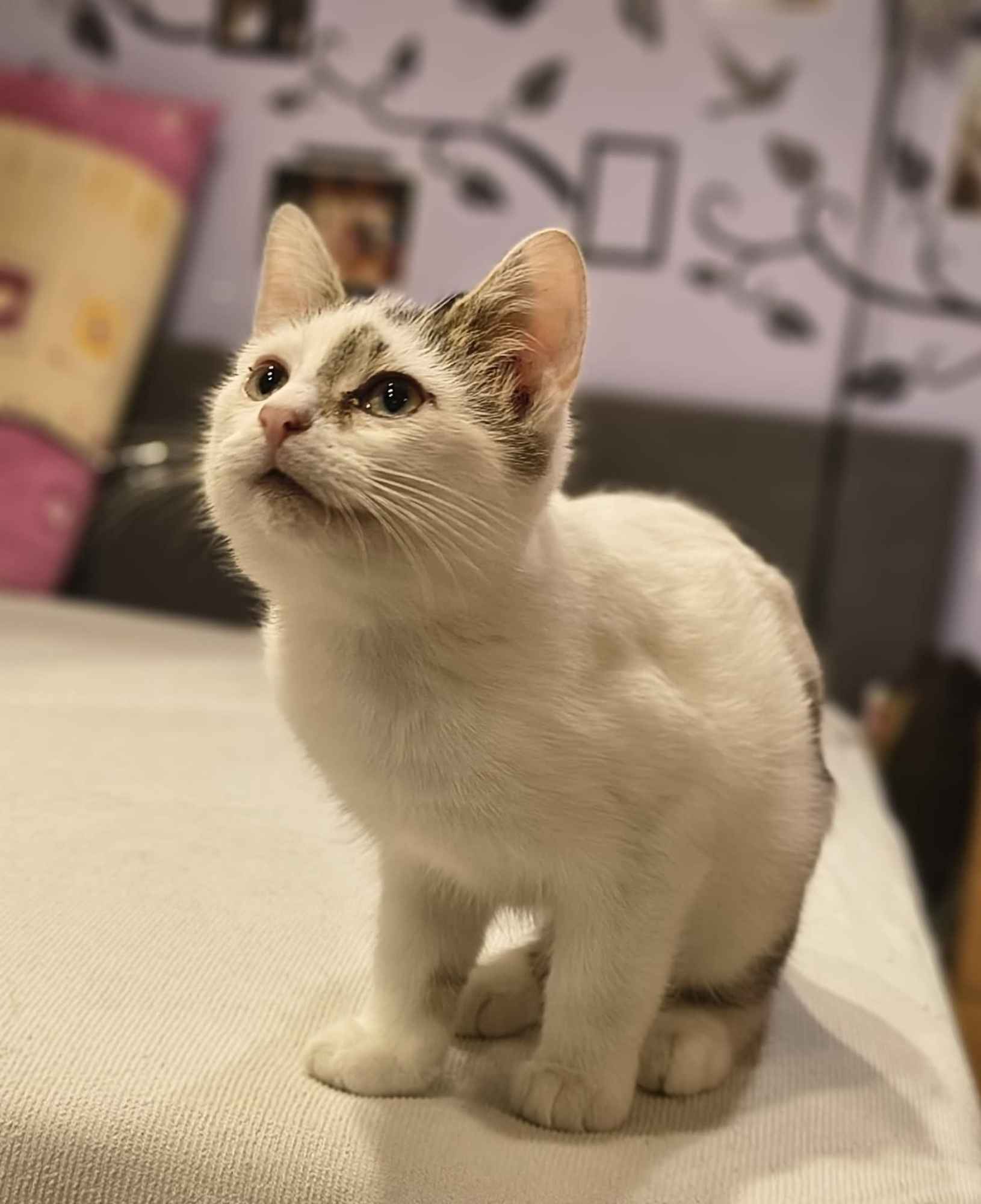 Olinek - słodki 4 miesięczny kociak do pokochania Olsztyn - zdjęcie 1