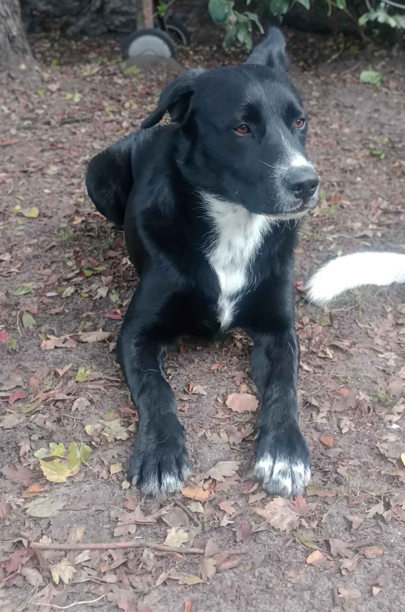 Atos - roczny, niekonfliktowy, przyjazny psiak Olsztyn - zdjęcie 4