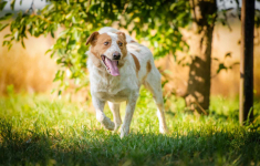 Borysek - anioł w łatki szuka kochającego domu! Olsztyn - zdjęcie 3