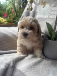 Maltipoo F1 samica