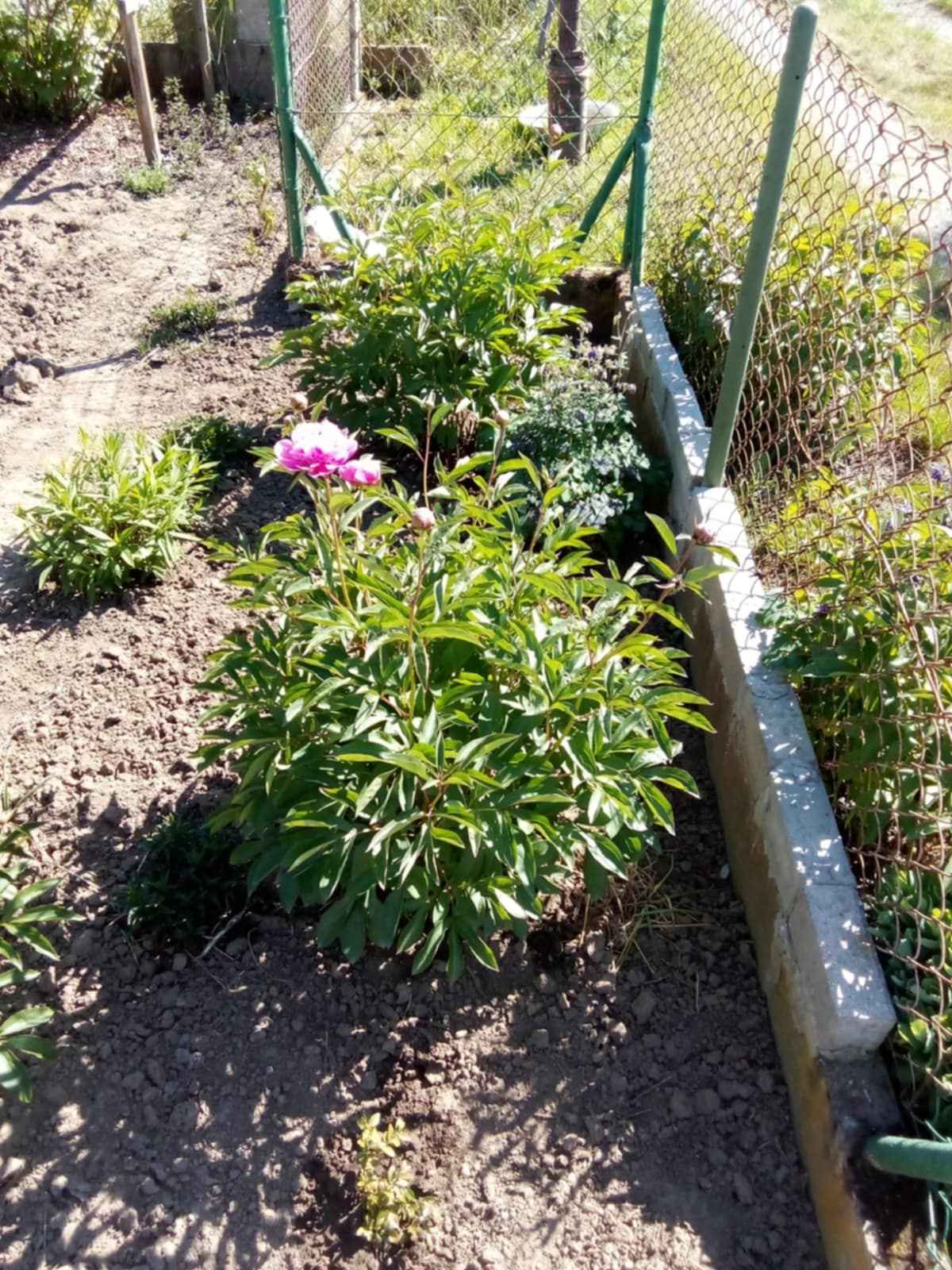 Sprzedam prawo do dzierżawy działki ROD Jeżyny – Wrocław Osobowice Śródmieście - zdjęcie 2