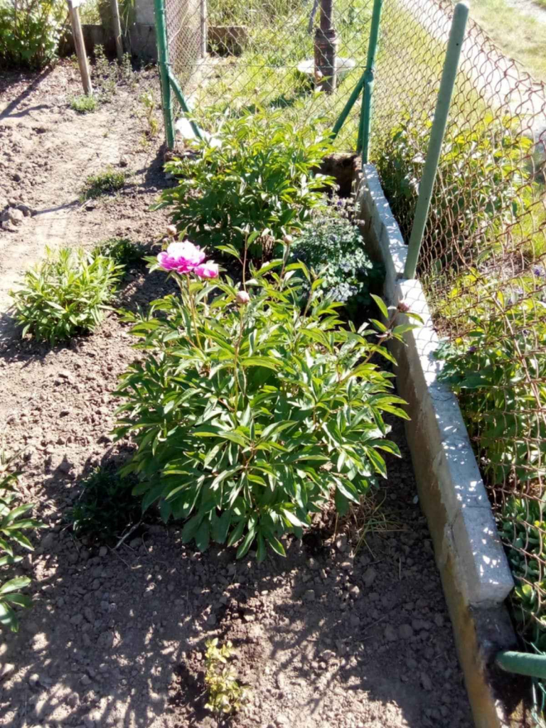 Sprzedam prawo do dzierżawy działki ROD Jeżyny – Wrocław Osobowice Śródmieście - zdjęcie 2