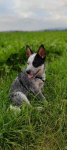 Australijski cattle dog pies pasterski Pszczyna - zdjęcie 2