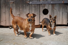 Mali i Majlo - adoptuj przyjaciół na całe życie ♥️🥰