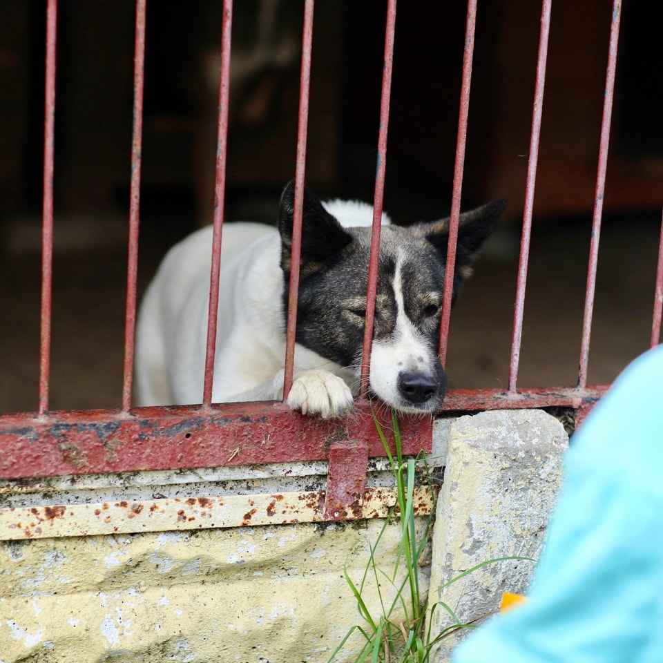 Oddana z adopcji przeokrutnie cierpi za kratami, pomocy! :( Śródmieście - zdjęcie 9