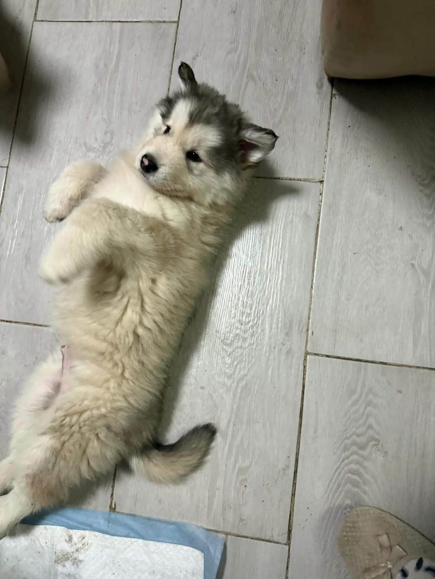 Alaskan malamute Bogurzyn - zdjęcie 4