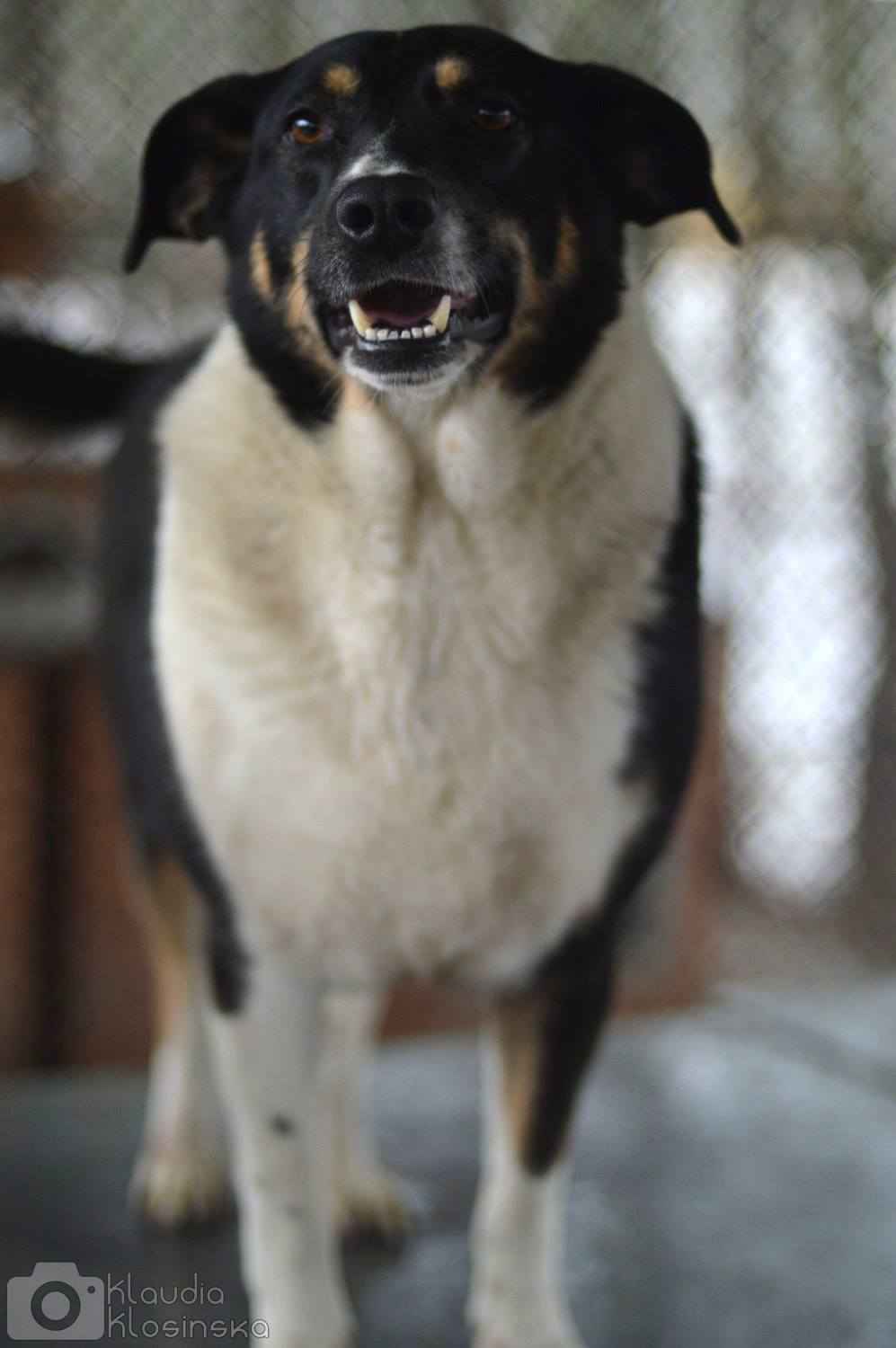Cola - fantastyczna suczka szuka domu! Olsztyn - zdjęcie 5